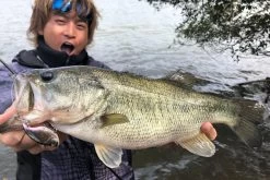 Megabass Vibration-X Dyna (Rattle In) -Vision Winkel MB VXDR 4513473465505r 2